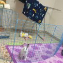 인형의 거리(토끼) 이미지