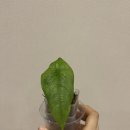 코라존 이미지