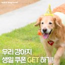 무아레도그라운드 이미지