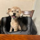 마당기픈집 | 의왕 왕송호수 애견동반 한정식 맛집 '마당기픈집' 가성비 쌈밥집 후기!