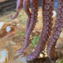 복가밥상 이미지