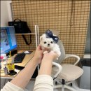 앨리스코리아켄넬 이미지