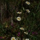 구월의 집 이미지