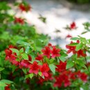 황토메타길 이미지