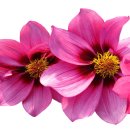 불은초교 이미지