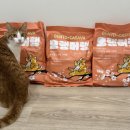 팻 밸런스 (Pet Balance) | 고양이모래 모랭머랭 후기, 벤토+카사바 조합이라 더 만족
