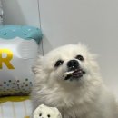 댕큐베리멍치 이미지