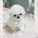 프리미엄캔넬 이미지