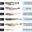 코찜코다리