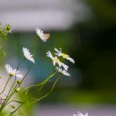 아리랑라이브7080 이미지