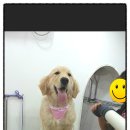 독한고양이애견전문샵 이미지