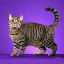고양이 코트의 칼라와 패턴 - 2. 태비 (Tabby) 이미지