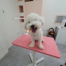 투숑펫살롱 | 🐶 입질 많던 비숑 찐빵이, 지금은 테이블 위에서도 편안한 아이로 ✂️
