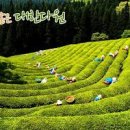 보림다원