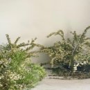 안부플라워 이미지