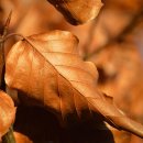 빛고운유치원 | 🍂🍁 2025년 10월 태안·안면도·서산 숨은 가을 단풍 명소&amp;축제 총정리 – 만리포 해변·파도리·백화산...