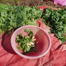 은행나무시장 이미지