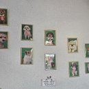 댕댕CLUB 이미지