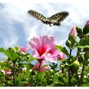 꽃 이름짓기(Naming a flower) 이미지