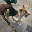 삼다티슈 | [강아지 용품 리뷰] 댕그라운드 풉백, 펫티슈 | 배변봉투추천