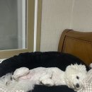 타코락 재송점
