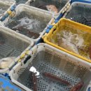 상사리(상) 이미지