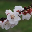 살구나무한의원 이미지