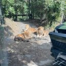 그루밍폼폼 | [여행] 10월 평일 에버랜드 후기 / 큐패스 / 어트랙션