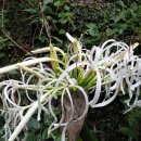 월라봉로 이미지