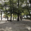 숲 이미지
