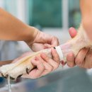 강남동물의료센터 이미지