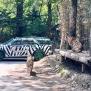 드림자동차서비스 | 🎢 에버랜드 사파리 스페셜투어 후기! 드림투어 가격부터 퍼레이드 명당까지 하루 완벽 코스