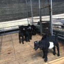 녹산흑염소 이미지