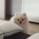 래플즈동물병원 | 감기는 개도 안걸린다던데 걸려 방문한 구리 래플즈동물병원 / 강아지 유루증 검사 &amp; 티어젠 급여 시작