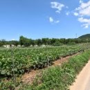 덕일 농장 이미지