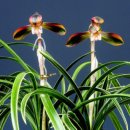 칠보단장 이미지