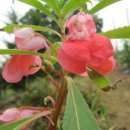 해미농장 이미지