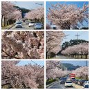 남대천제방길 이미지