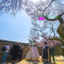 서울 가볼 만한 곳-창덕궁 살구나무 꽃/능수 벚꽃&lt;수양 벚꽃&gt;