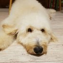 리온동물병원 이미지