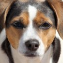 행복한 강아지 이미지