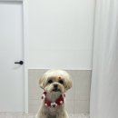 댕스티니 이미지