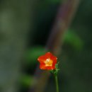 숲풀