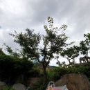 여항산 정원펜션 | 가족끼리 가기 좋은 펜션- 함안 여항산 정원펜션(사랑채2층) 후기