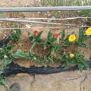 태리농장 이미지