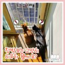 고양이가 창밖을 보는 이유! 집사가 주의할 점은?