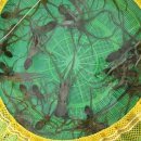 무안세발낙지 이미지