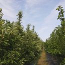 강촌농장 이미지