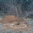 보리수 산장 이미지