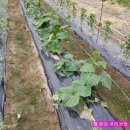 참맑은우리농원